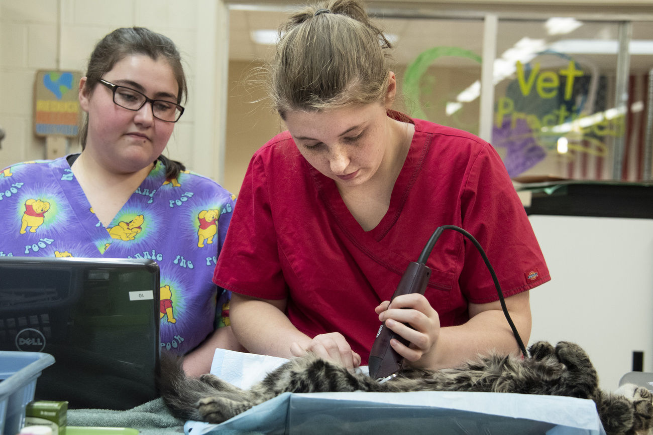 Program aims to slow rise of feral cats